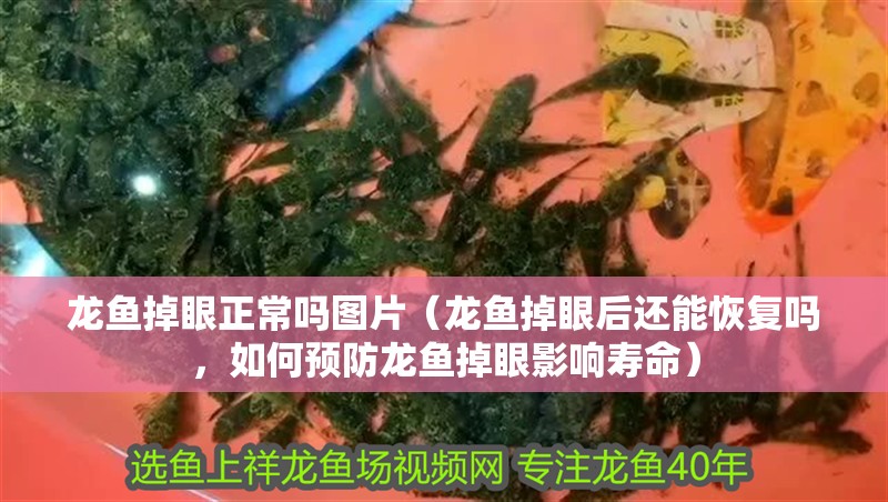 龍魚掉眼正常嗎圖片（龍魚掉眼后還能恢復(fù)嗎，如何預(yù)防龍魚掉眼影響壽命）