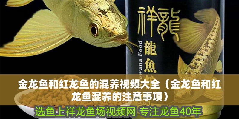 金龍魚和紅龍魚的混養視頻大全（金龍魚和紅龍魚混養的注意事項）