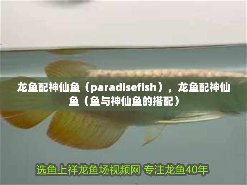 龍魚配神仙魚（paradisefish），龍魚配神仙魚（魚與神仙魚的搭配）