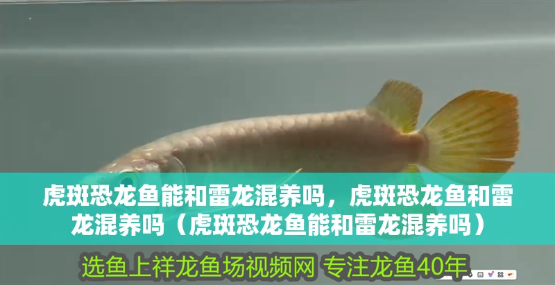虎斑恐龍魚能和雷龍混養嗎，虎斑恐龍魚和雷龍混養嗎（虎斑恐龍魚能和雷龍混養嗎） 虎斑恐龍魚能和雷龍混養嗎，虎斑恐龍魚和雷龍混養嗎（虎斑恐龍魚能和雷龍混養嗎） 觀賞魚百科 第2張