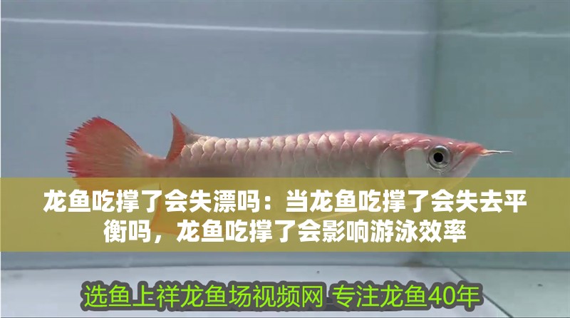 龍魚吃撐了會失漂嗎：當(dāng)龍魚吃撐了會失去平衡嗎，龍魚吃撐了會影響游泳效率