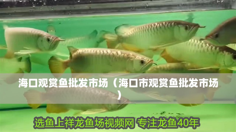 海口觀賞魚批發市場（?？谑杏^賞魚批發市場）