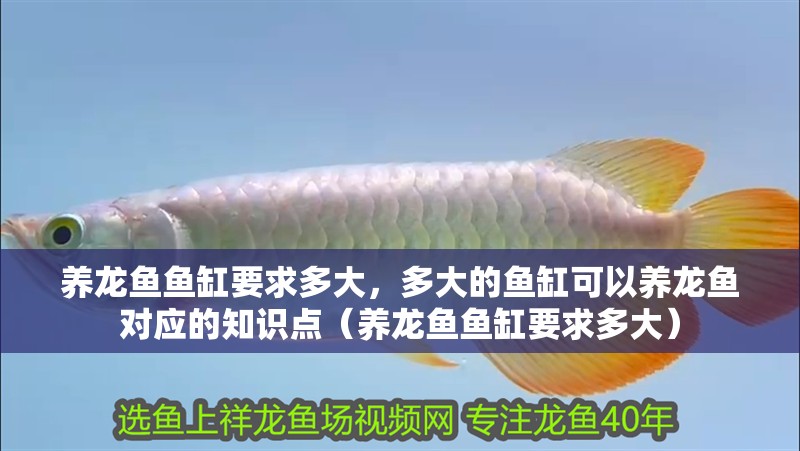 養(yǎng)龍魚魚缸要求多大，多大的魚缸可以養(yǎng)龍魚對應(yīng)的知識點(diǎn)（養(yǎng)龍魚魚缸要求多大）