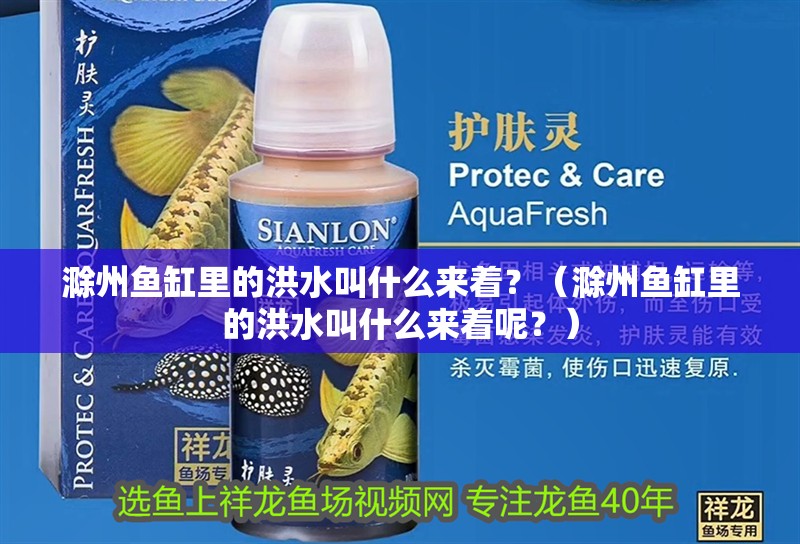 滁州魚缸里的洪水叫什么來著？（滁州魚缸里的洪水叫什么來著呢？） 滁州魚缸里的洪水叫什么來著？（滁州魚缸里的洪水叫什么來著呢？） 觀賞魚百科 第2張