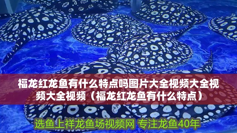 福龍紅龍魚有什么特點嗎圖片大全視頻大全視頻大全視頻（福龍紅龍魚有什么特點）