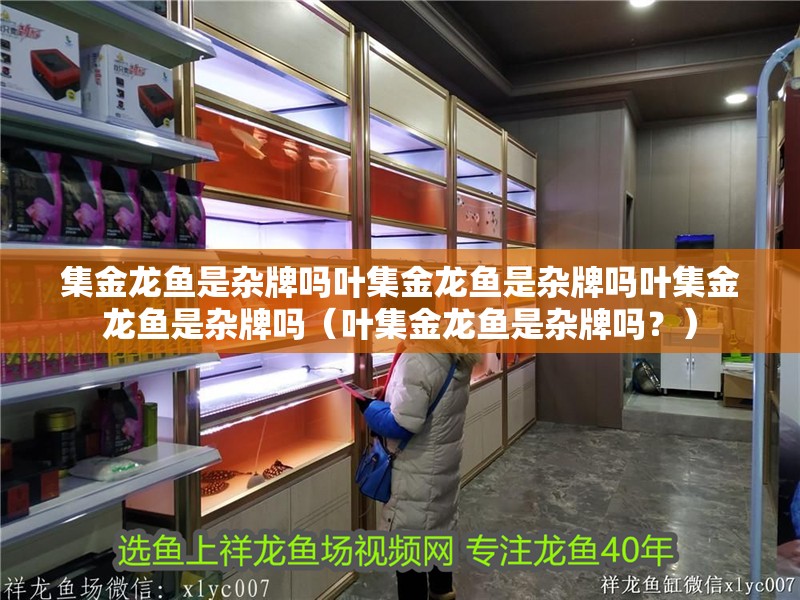 集金龍魚是雜牌嗎葉集金龍魚是雜牌嗎葉集金龍魚是雜牌嗎（葉集金龍魚是雜牌嗎？）