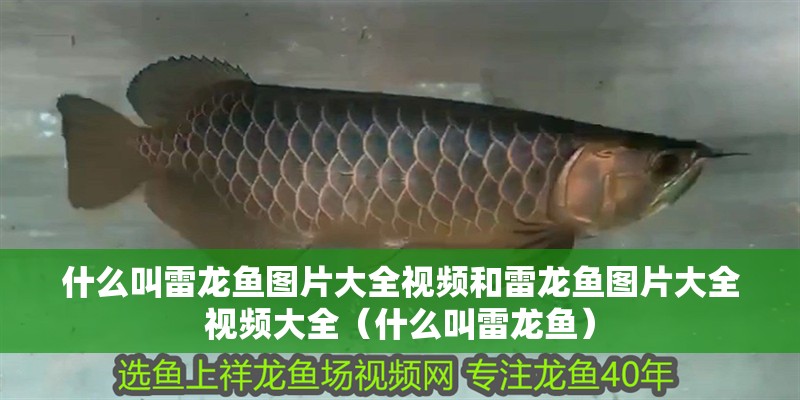 什么叫雷龍魚圖片大全視頻和雷龍魚圖片大全視頻大全（什么叫雷龍魚）