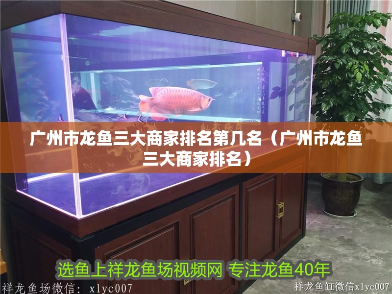 廣州市龍魚三大商家排名第幾名（廣州市龍魚三大商家排名）