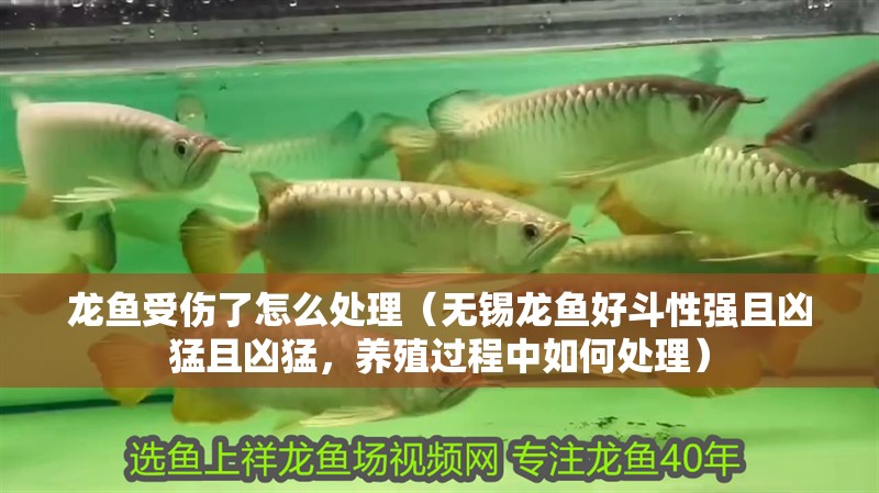 龍魚(yú)受傷了怎么處理（無(wú)錫龍魚(yú)好斗性強(qiáng)且兇猛且兇猛，養(yǎng)殖過(guò)程中如何處理）