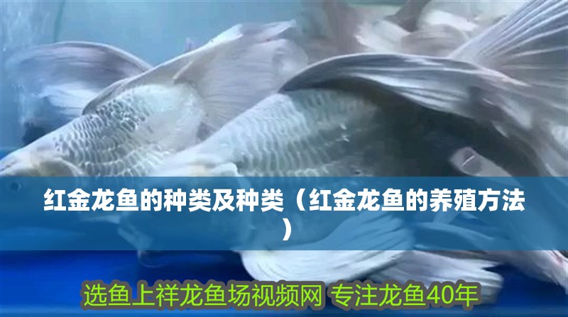 紅金龍魚的種類及種類（紅金龍魚的養殖方法）