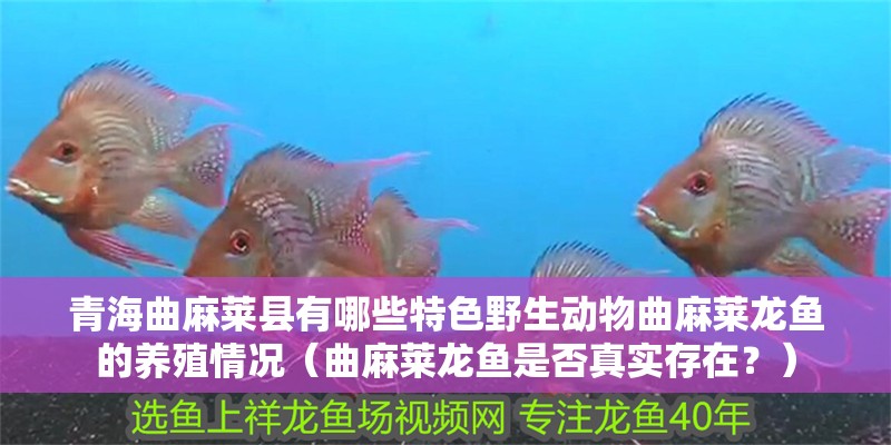 青海曲麻萊縣有哪些特色野生動物曲麻萊龍魚的養殖情況（曲麻萊龍魚是否真實存在？）
