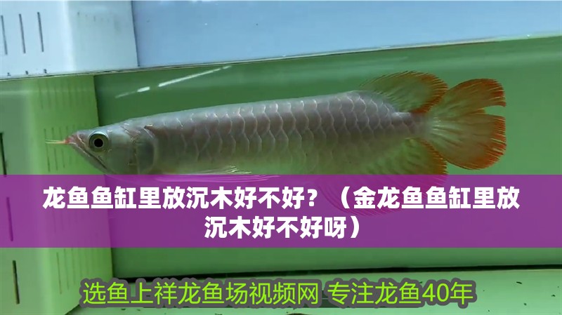 龍魚魚缸里放沉木好不好？（金龍魚魚缸里放沉木好不好呀）