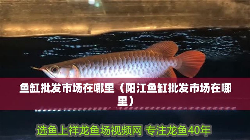 魚缸批發市場在哪里（陽江魚缸批發市場在哪里）