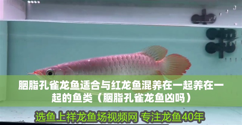 胭脂孔雀龍魚適合與紅龍魚混養在一起養在一起的魚類（胭脂孔雀龍魚兇嗎）