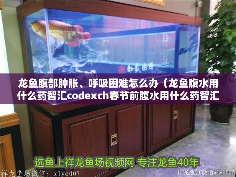 龍魚腹部腫脹、呼吸困難怎么辦（龍魚腹水用什么藥智匯codexch春節前腹水用什么藥智匯）