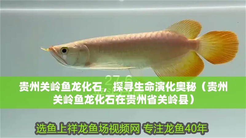 貴州關嶺魚龍化石，探尋生命演化奧秘（貴州關嶺魚龍化石在貴州省關嶺縣）