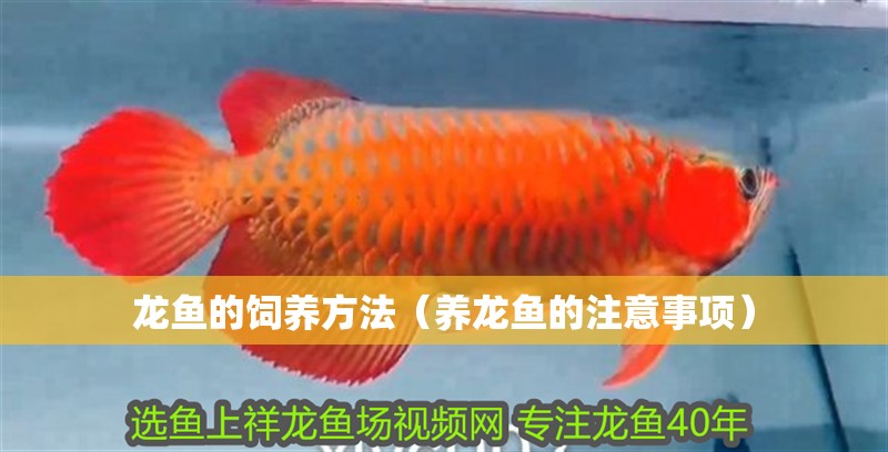 龍魚的飼養方法（養龍魚的注意事項）
