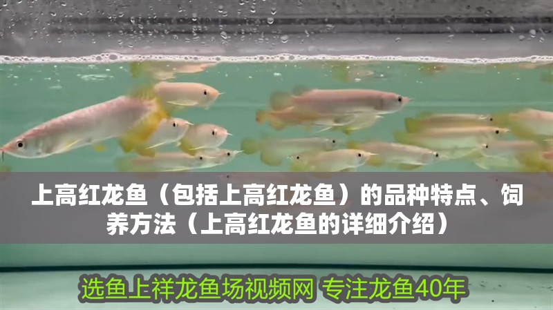 上高紅龍魚（包括上高紅龍魚）的品種特點、飼養方法（上高紅龍魚的詳細介紹）