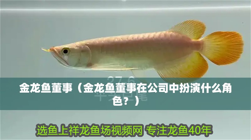 金龍魚董事（金龍魚董事在公司中扮演什么角色？）