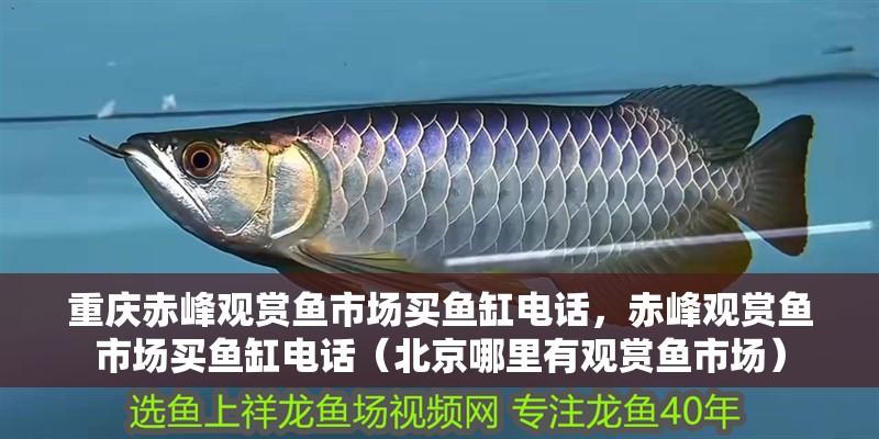 重慶赤峰觀賞魚市場買魚缸電話，赤峰觀賞魚市場買魚缸電話（北京哪里有觀賞魚市場） 重慶赤峰觀賞魚市場買魚缸電話，赤峰觀賞魚市場買魚缸電話（北京哪里有觀賞魚市場） 觀賞魚百科