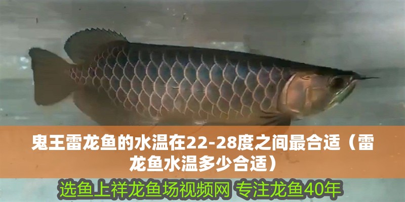 鬼王雷龍魚的水溫在22-28度之間最合適（雷龍魚水溫多少合適）