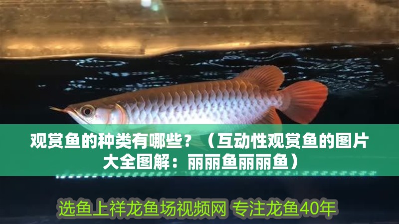 觀賞魚的種類有哪些？（互動性觀賞魚的圖片大全圖解：麗麗魚麗麗魚） 觀賞魚的種類有哪些？（互動性觀賞魚的圖片大全圖解：麗麗魚麗麗魚） 觀賞魚百科 第2張