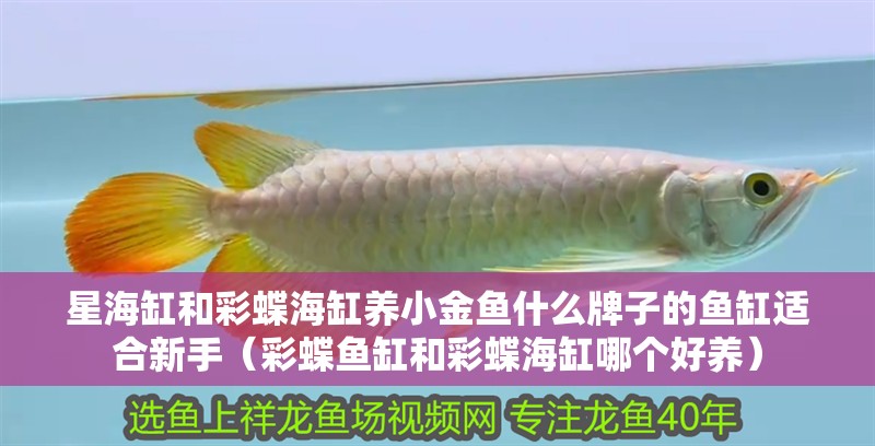 星海缸和彩蝶海缸養(yǎng)小金魚(yú)什么牌子的魚(yú)缸適合新手（彩蝶魚(yú)缸和彩蝶海缸哪個(gè)好養(yǎng)）