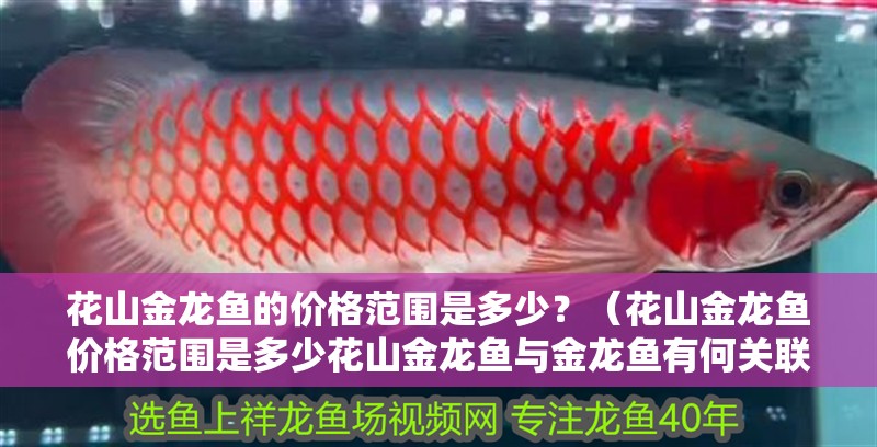 花山金龍魚的價(jià)格范圍是多少？（花山金龍魚價(jià)格范圍是多少花山金龍魚與金龍魚有何關(guān)聯(lián)）