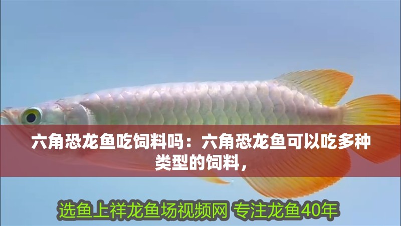 六角恐龍魚吃飼料嗎：六角恐龍魚可以吃多種類型的飼料，