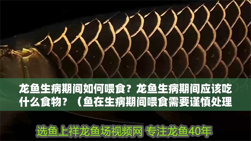 龍魚生病期間如何喂食？龍魚生病期間應該吃什么食物？（魚在生病期間喂食需要謹慎處理的問題，龍魚喂食誤區）