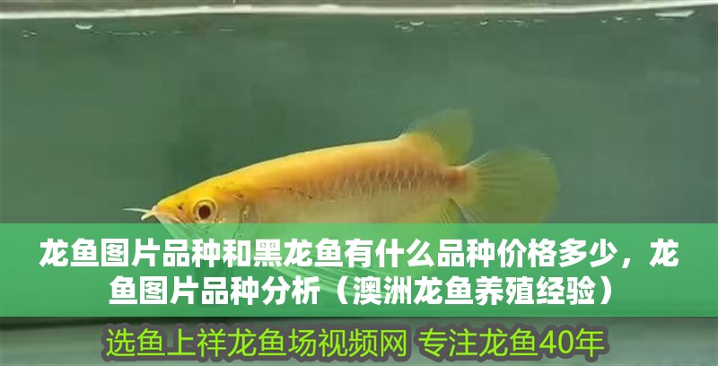 龍魚圖片品種和黑龍魚有什么品種價格多少，龍魚圖片品種分析（澳洲龍魚養殖經驗）