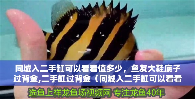 同城入二手缸可以看看值多少，魚友大鞋底子過背金,二手缸過背金（同城入二手缸可以看看值多少，在當(dāng)今社會(huì)）