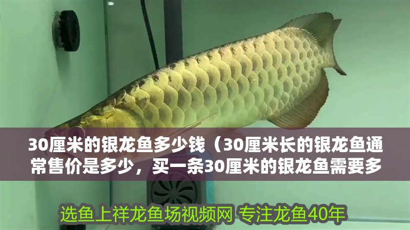 30厘米的銀龍魚多少錢（30厘米長的銀龍魚通常售價是多少，買一條30厘米的銀龍魚需要多少錢）