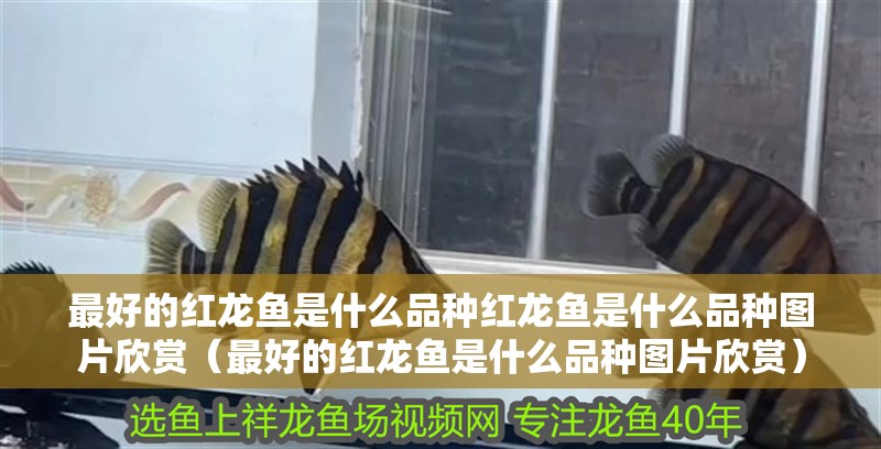 最好的紅龍魚是什么品種紅龍魚是什么品種圖片欣賞（最好的紅龍魚是什么品種圖片欣賞）