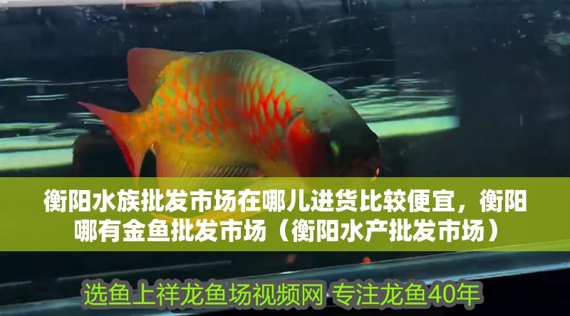 衡陽水族批發(fā)市場在哪兒進貨比較便宜，衡陽哪有金魚批發(fā)市場（衡陽水產(chǎn)批發(fā)市場）