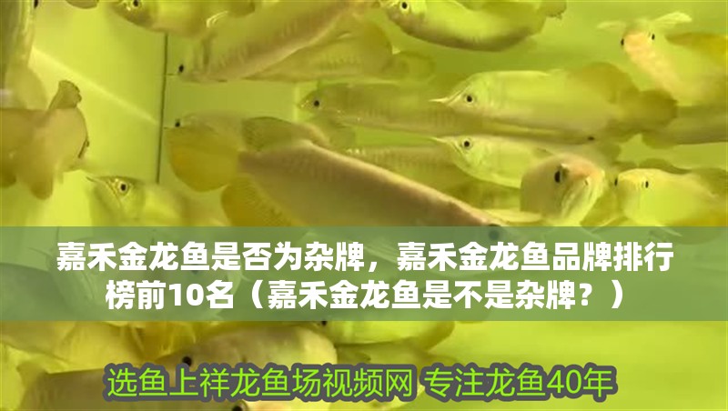 嘉禾金龍魚(yú)是否為雜牌，嘉禾金龍魚(yú)品牌排行榜前10名（嘉禾金龍魚(yú)是不是雜牌？）