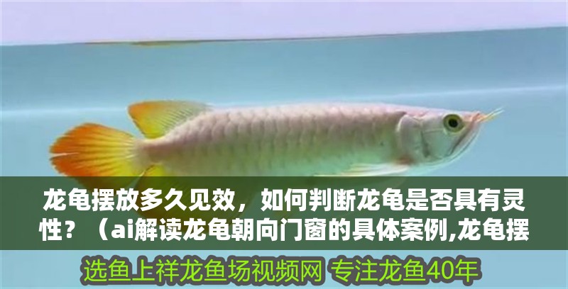 龍龜擺放多久見效，如何判斷龍龜是否具有靈性？（ai解讀龍龜朝向門窗的具體案例,龍龜擺放多久見效）