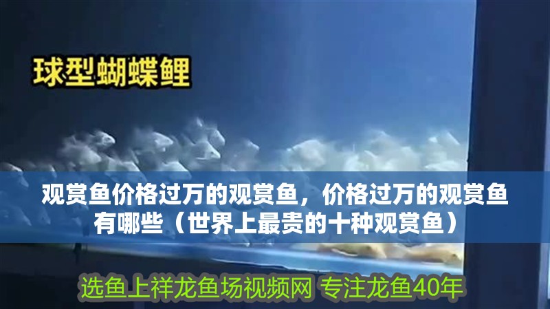 觀賞魚價(jià)格過萬的觀賞魚，價(jià)格過萬的觀賞魚有哪些（世界上最貴的十種觀賞魚）