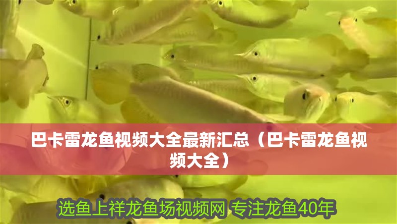 巴卡雷龍魚視頻大全最新匯總（巴卡雷龍魚視頻大全）