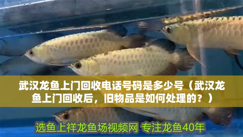 武漢龍魚上門回收電話號碼是多少號（武漢龍魚上門回收后，舊物品是如何處理的？）