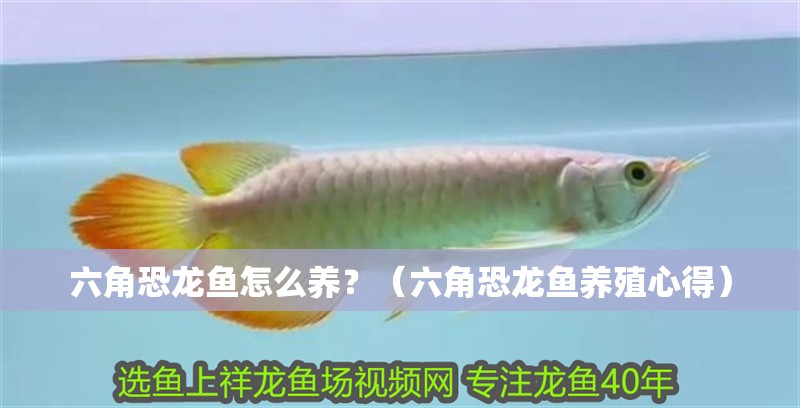 六角恐龍魚怎么養？（六角恐龍魚養殖心得）