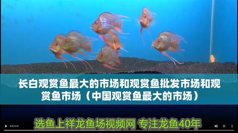 長白觀賞魚最大的市場和觀賞魚批發(fā)市場和觀賞魚市場（中國觀賞魚最大的市場）
