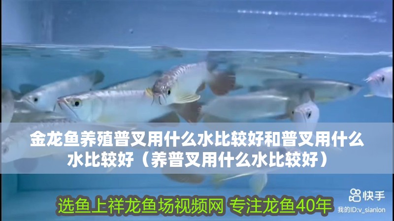 金龍魚養殖普叉用什么水比較好和普叉用什么水比較好（養普叉用什么水比較好）