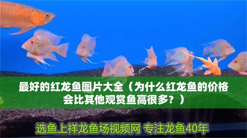 最好的紅龍魚圖片大全（為什么紅龍魚的價格會比其他觀賞魚高很多？）