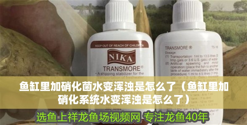 魚缸里加硝化菌水變渾濁是怎么了（魚缸里加硝化系統水變渾濁是怎么了）