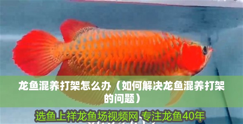 龍魚混養(yǎng)打架怎么辦(如何解決龍魚混養(yǎng)打架的問題) 觀賞魚百科 第2張 龍魚混養(yǎng)打架怎么辦(如何解決龍魚混養(yǎng)打架的問題) 龍魚混養(yǎng)打架怎么辦(如何解決龍魚混養(yǎng)打架的問題) 觀賞魚百科 第2張