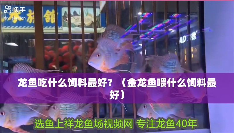 龍魚吃什么飼料最好？（金龍魚喂什么飼料最好）