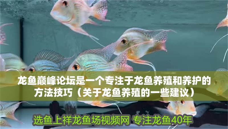 龍魚巔峰論壇是一個(gè)專注于龍魚養(yǎng)殖和養(yǎng)護(hù)的方法技巧（關(guān)于龍魚養(yǎng)殖的一些建議）