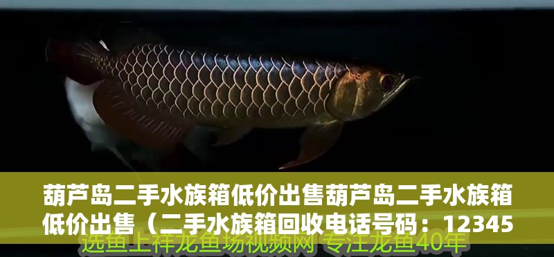 葫蘆島二手水族箱低價出售葫蘆島二手水族箱低價出售（二手水族箱回收電話號碼：1234567890）