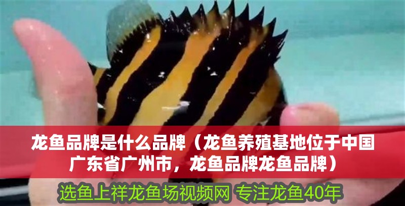 龍魚品牌是什么品牌（龍魚養殖基地位于中國廣東省廣州市，龍魚品牌龍魚品牌）